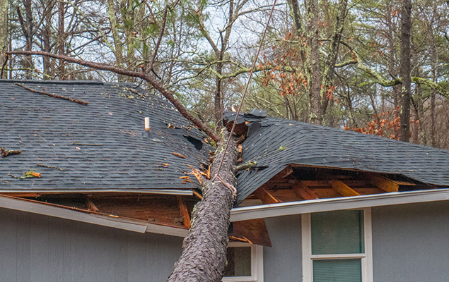 storm damage fallen tree